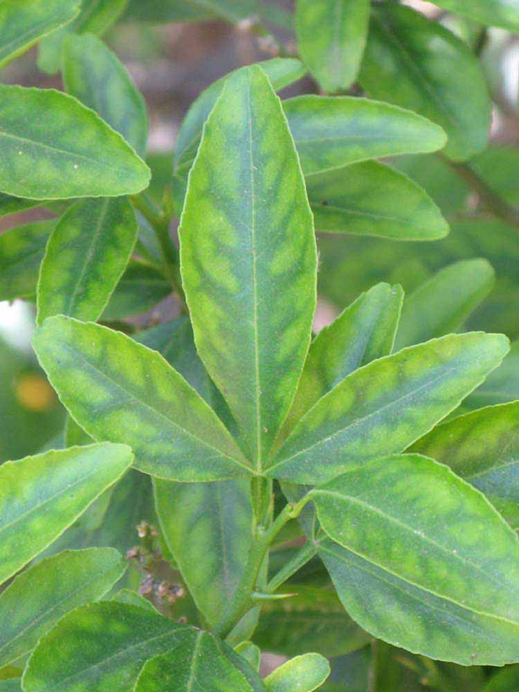            Trifoliolate leaf (Riverside, CA)   